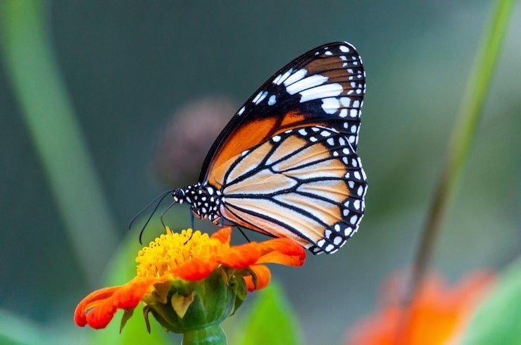 Butterfly Variations Around the World: Colors, Shapes, and Survival Strategies